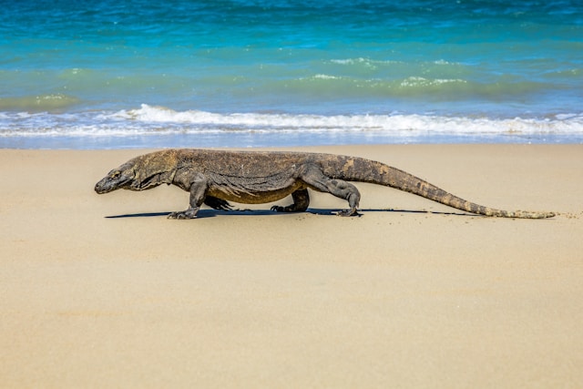 Destinasi Wisata Labuan Bajo taman nasional komodo
